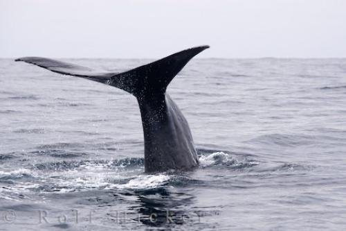 Photo: 
Sperm Whale Tail Fluke