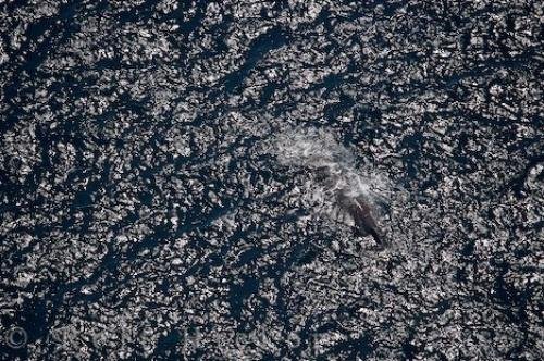 Photo: 
Sperm Whale Water Patterns Kaikoura
