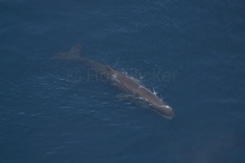 Photo: 
Sperm Whales Kaikoura