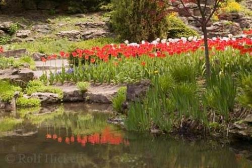 Photo: 
Spring Tulips