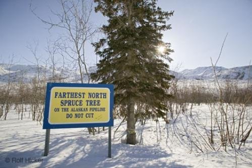 Photo: 
spruce tree dalton