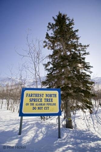 Photo: 
spruce tree