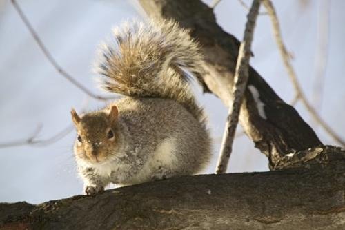 Photo: 
Squirrel Pictures Animal in Tree