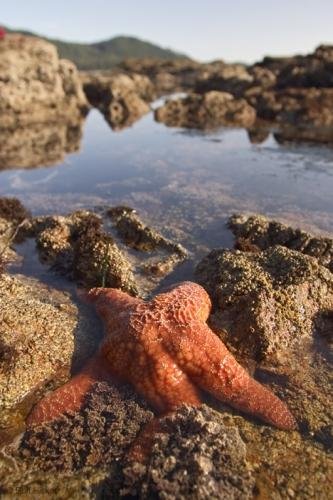 Photo: 
Starfish