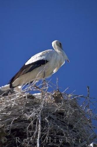 Photo: 
Stork Bird Nest Camargue
