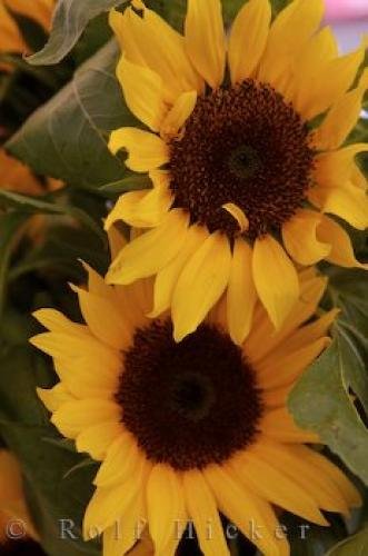Photo: 
Sunflowers