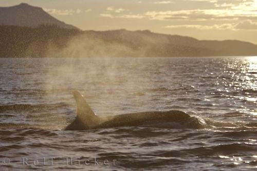 Photo of the sunset lighting glistening off a Killer Whale off Vancouver Island, Canada which is also exceptional at sunrise. Photo: 
Sunrise Sunset Killer Whale Vancouver Island Canada