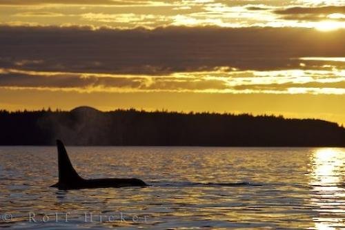 Photo: 
Sunset Killer Whale Heaven British Columbia