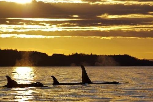 Photo: 
Sunset Killer Whale Family Northern Vancouver Island