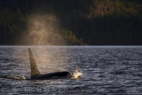 Photo of a Killer Whale enjoying his leisurely swim in the sunset lighting off Northern Vancouver Island in British Columbia. Photo: 
Sunset Lighting Killer Whale Swim British Columbia
