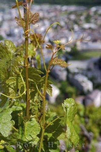 Photo: 
Sur Le Scex Vineyard Martigny Switzerland