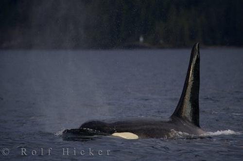 Photo: 
British Columbia Whale Watching Surfacing Killer Whale
