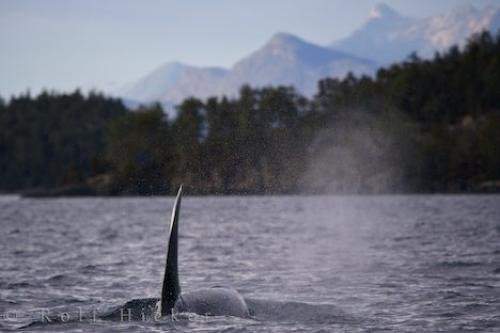 Photo: 
Tall Male Orca Northern Vancouver Island