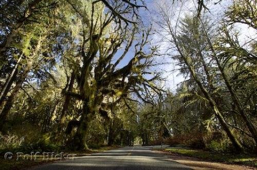 Photo: 
temperate forest