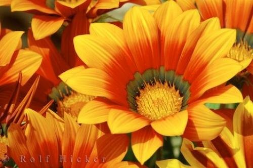 Photo: 
Terracotta Gazania Picture
