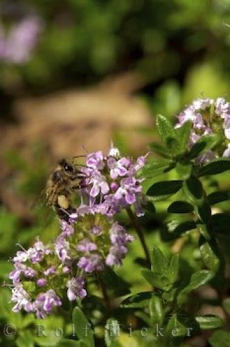 Photo: 
Thyme Plant Bee Gourdon
