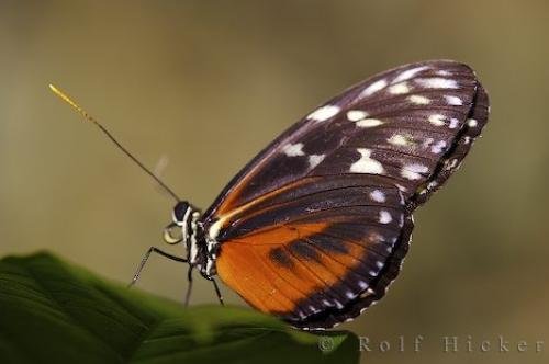 Photo: 
Tiger Longwing Butterfly
