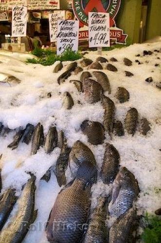Photo: 
Tilapia Fish