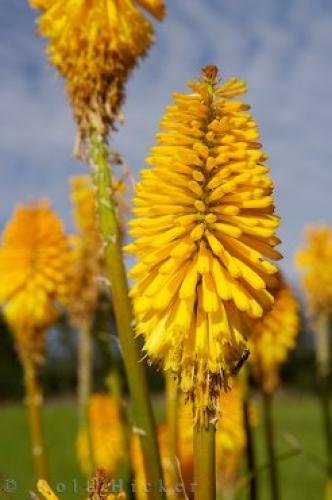 Photo: 
Torch Lily