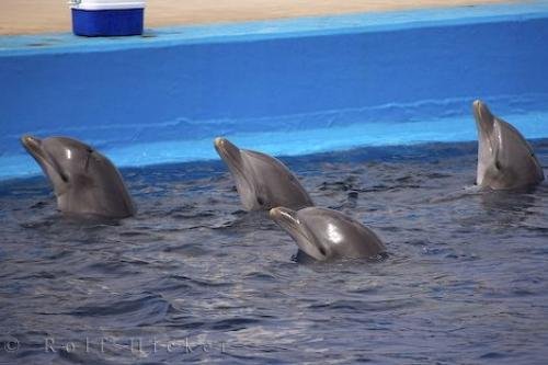 Photo: 
Trained Aquarium Bottlenose Dolphins Valencia Spain
