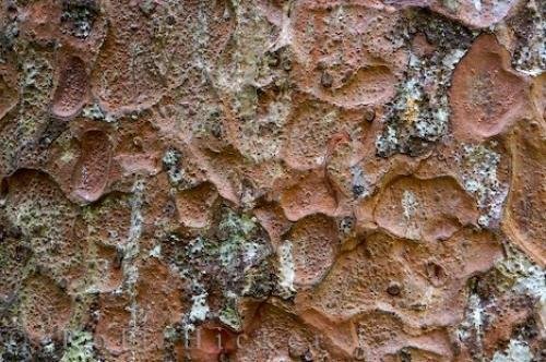 Photo: 
Kauri Tree Bark