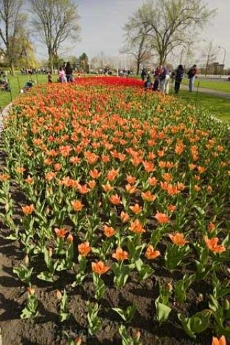 Photo: 
tulip beds