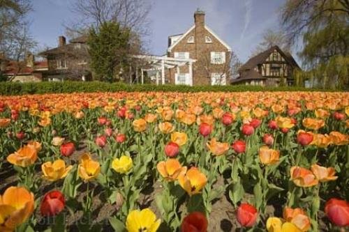 Photo: 
Tulip Flowers