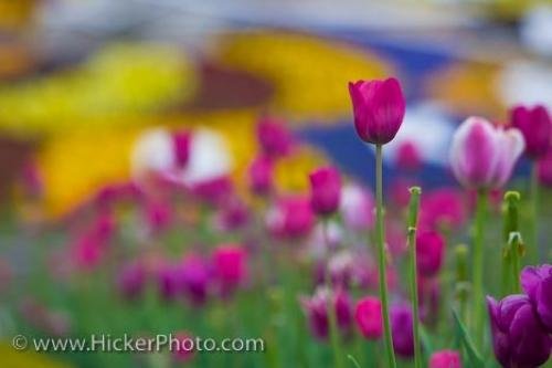 Photo of Tulips, Tulipa, in front of the Niagara Parks Floral Clock along the Niagara River Parkway, Queenston, Ontario Photo: 
Tulips Niagara Parks Floral Clock Niagara River Parkway Queenston Ontario