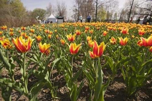 Photo: 
Tulips Ottawa