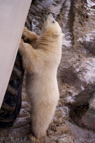Photo: 
Polar Bear Tundra Buggy Adventure Churchill