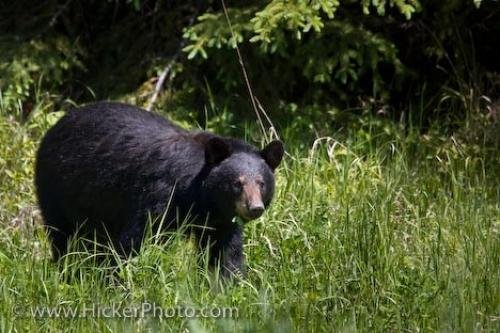 Photo: 
Black Bear Ursus Americanus Red Lake Ontario Canada