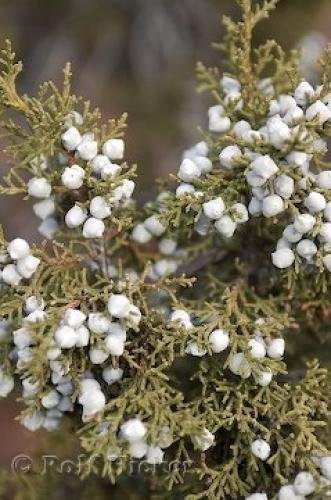 Photo: 
Utah Juniper