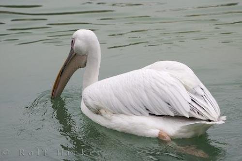 Photo: 
Valencia Spain White Pelican
