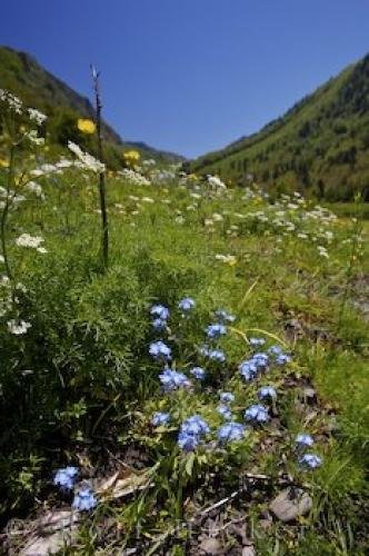 Photo: 
Val D Aran Flowers Catalonia
