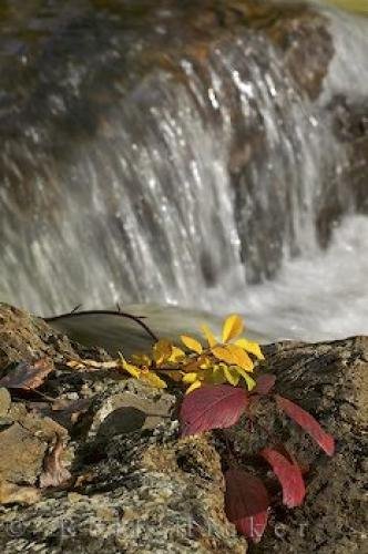 Photo: 
Vancouver Island Autumn