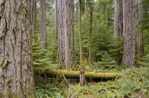 Photo: 
Vancouver Island Forest