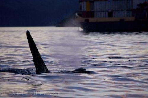 Photo: 
Vancouver Island Orca Barge Traffic