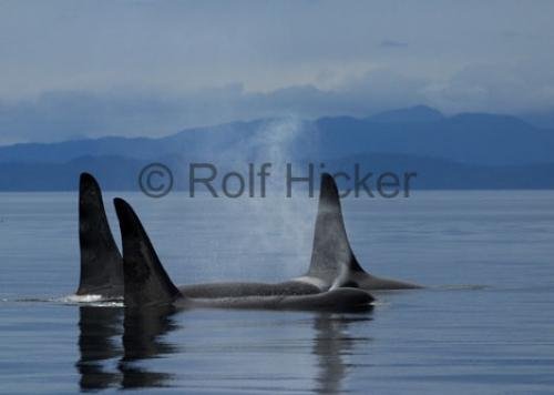 Photo: 
Vancouver Island Tours