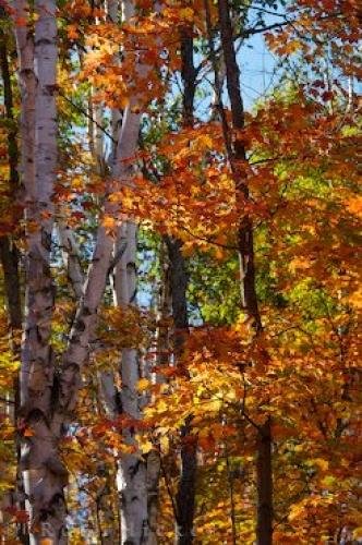 Photo: 
Vibrant Fall Forest Algonquin Provincial Park Ontario