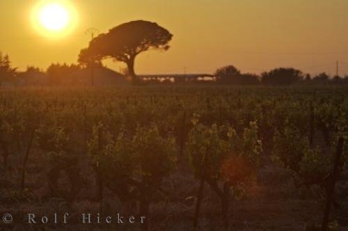 Photo: 
Vineyard Sunset Umbrella Tree Backdrop Provence France