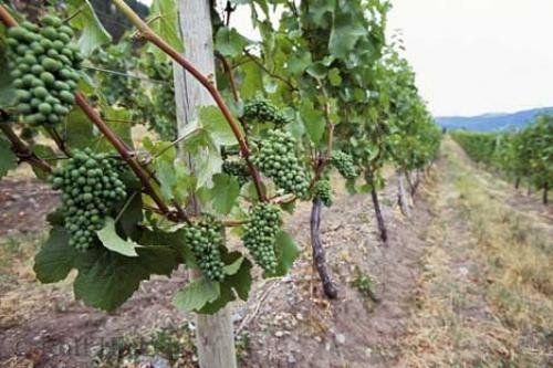 Photo: 
Vineyard Grapes