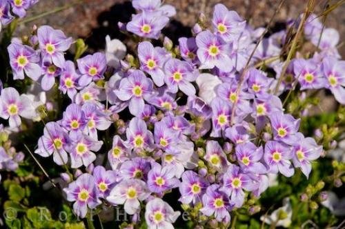 Photo: 
Volcanic Flowers Mt Ruapehu