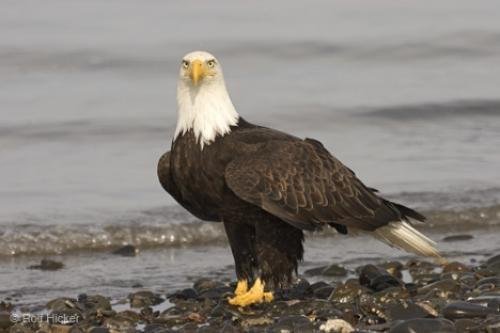 Photo: 
Walking Eagle