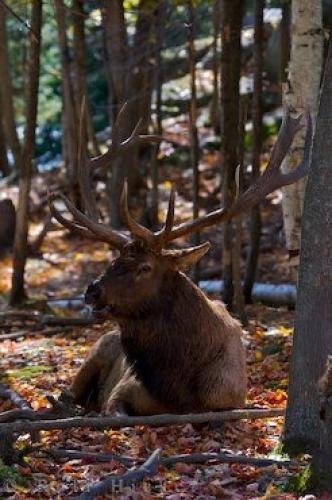 Photo: 
Wapiti Bull Animal Picture