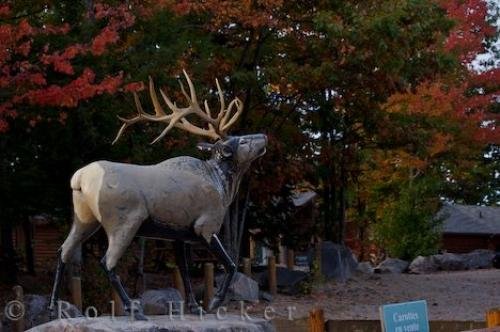 Photo: 
Wapiti Statue Autumn Trees Parc Omega Quebec