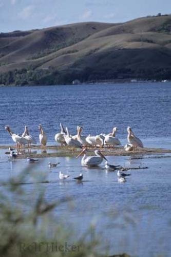 Photo: 
waterfowl