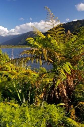 Photo: 
Westland Lake Moeraki Flora South Island New Zealand