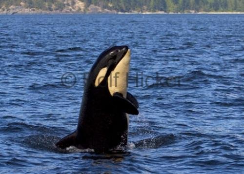 Photo: 
Baby Whale Looking Whale Watching Bc