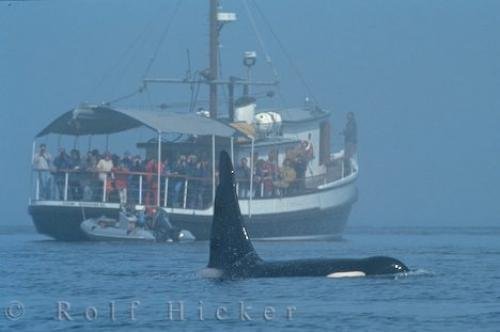 Photo: 
Whale Watching Boat Tour Vancouver Island