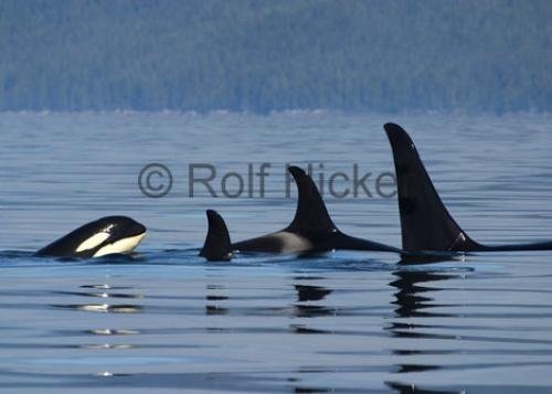 Photo: 
Whale Watching British Columbia Orca family